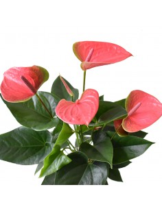 ANTHURIUM 'Joli' - PINK diametro vaso 17 cm