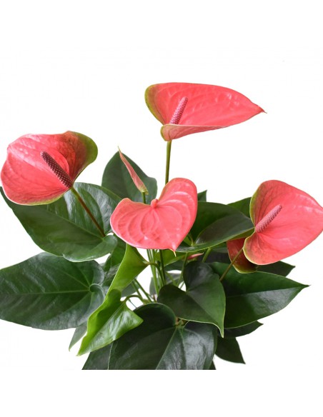 ANTHURIUM 'Joli' - PINK diametro vaso 17 cm