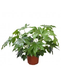 Pianta di carta (FATSIA JAPONICA) Diametro vaso 21 Cm