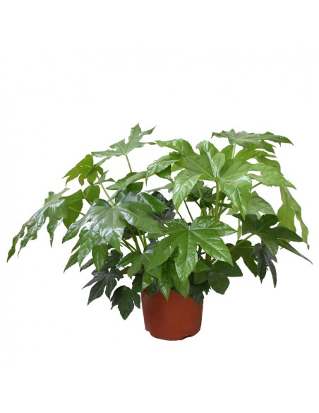 Pianta di carta (FATSIA JAPONICA) Diametro vaso 21 Cm