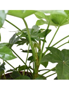 Pianta di carta (FATSIA JAPONICA) Diametro vaso 21 Cm 2