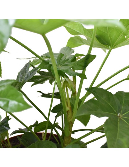 Pianta di carta (FATSIA JAPONICA) Diametro vaso 21 Cm