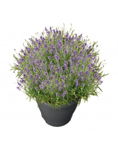 LAVANDA "STOECHAS" fiori viola intenso diametro vaso 19 cm 2