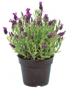 LAVANDA "STOECHAS" diametro vaso 14 cm 2