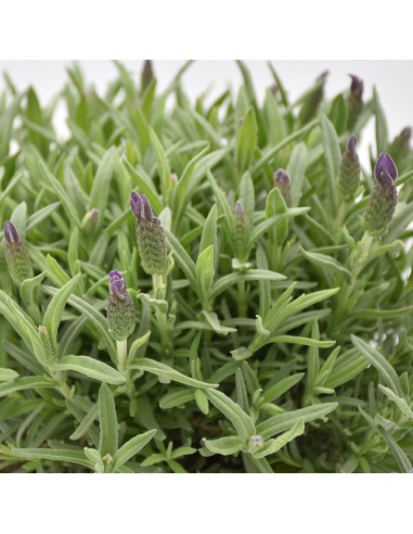 LAVANDA "STOECHAS" diametro vaso 14 cm