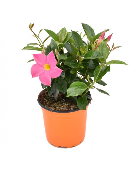 DIPLADENIA Mandevilla - PINK diametro vaso 14 cm