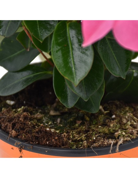 DIPLADENIA Mandevilla - PINK diametro vaso 14 cm