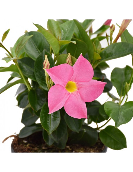 DIPLADENIA Mandevilla - PINK diametro vaso 14 cm