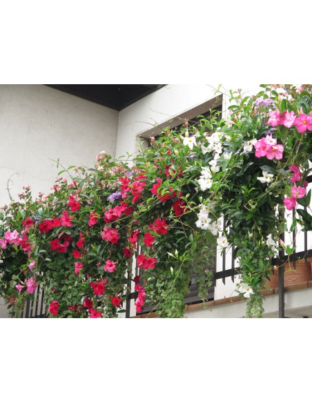 DIPLADENIA "Mandevilla" - ROSSA Diametro vaso 14 cm