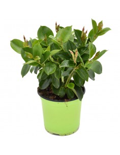 DIPLADENIA "Mandevilla" - ROSSA Diametro vaso 14 cm 2
