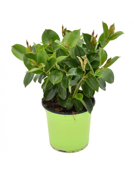 DIPLADENIA "Mandevilla" - ROSSA Diametro vaso 14 cm