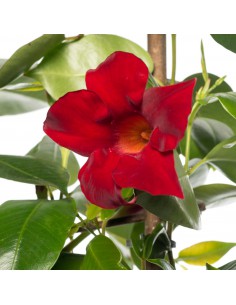DIPLADENIA "Mandevilla" - ROSSA Diametro vaso 14 cm