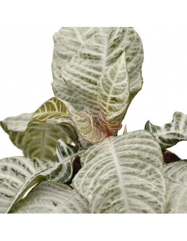 APHELANDRA  WHITE WASH "pianta zebra" Diam. vaso 12 Cm