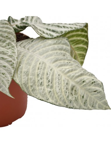 APHELANDRA  WHITE WASH "pianta zebra" Diam. vaso 12 Cm