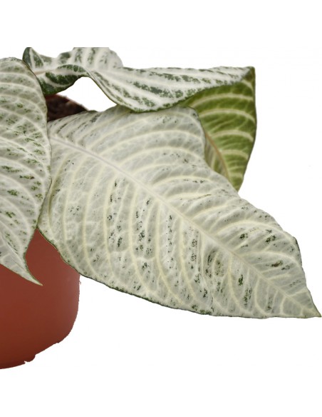 APHELANDRA  WHITE WASH "pianta zebra" Diam. vaso 12 Cm