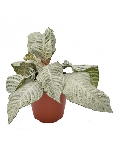 APHELANDRA  WHITE WASH "pianta zebra" Diametro vaso 12 Cm