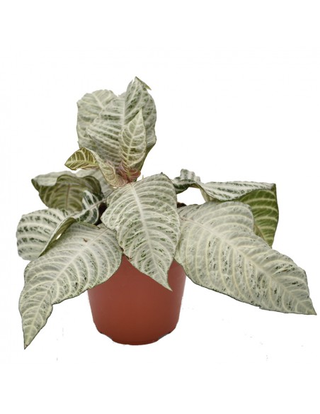 APHELANDRA  WHITE WASH "pianta zebra" Diam. vaso 12 Cm