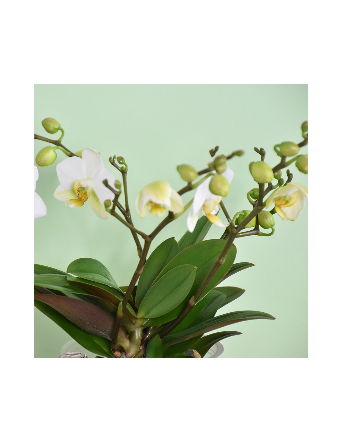 4 x pentole di orchidea 12cm 