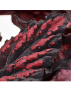 BEGONIA REX 'MAGIC COLOURS ETNA' diametro vaso 12 cm 2