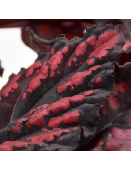 BEGONIA REX 'MAGIC COLOURS ETNA' diametro vaso 12 cm