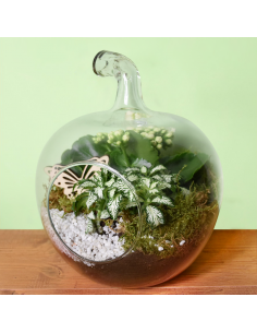 TERRARIUM COMPOSIZIONE PIANTE  "La mela stregata"