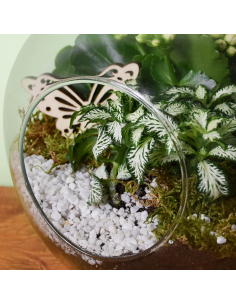 TERRARIUM COMPOSIZIONE PIANTE  "La mela stregata" 2