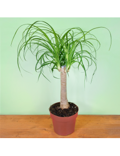 NOLINA RECURVATA Diametro vaso 19 cm