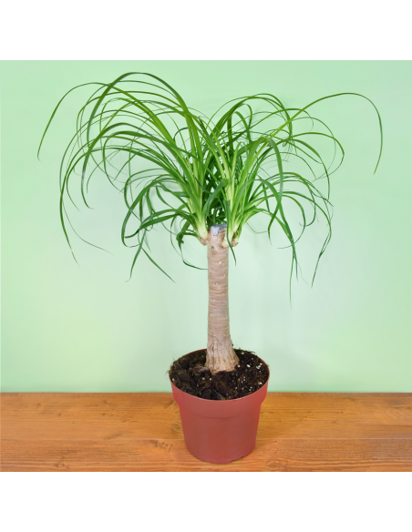 NOLINA RECURVATA Diametro vaso 19 cm