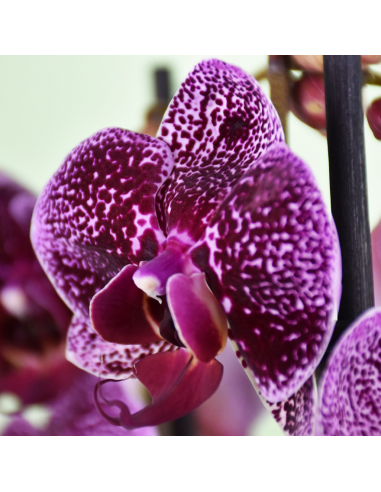 Phalaenopsis red jaguar