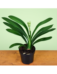 CLIVIA MINIATA - 'WHITE' diametro vaso 13 cm 2