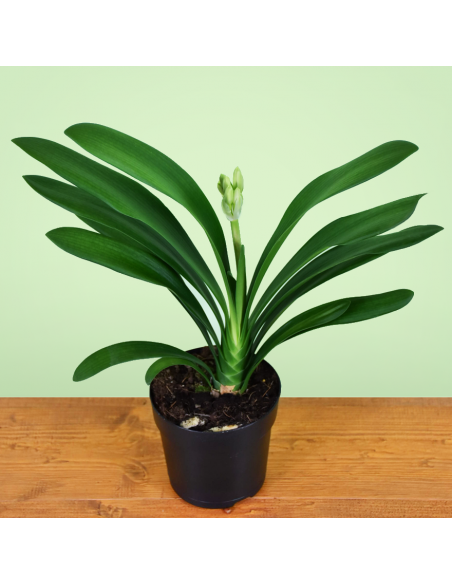 CLIVIA MINIATA - 'WHITE' diametro vaso 13 cm