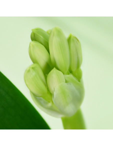 CLIVIA MINIATA - 'WHITE' diametro vaso 13 cm