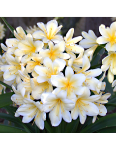 CLIVIA MINIATA - 'WHITE' diametro vaso 13 cm