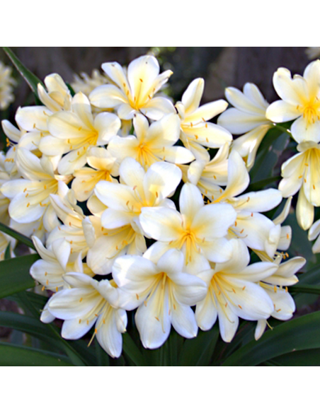 CLIVIA MINIATA - 'WHITE' diametro vaso 13 cm