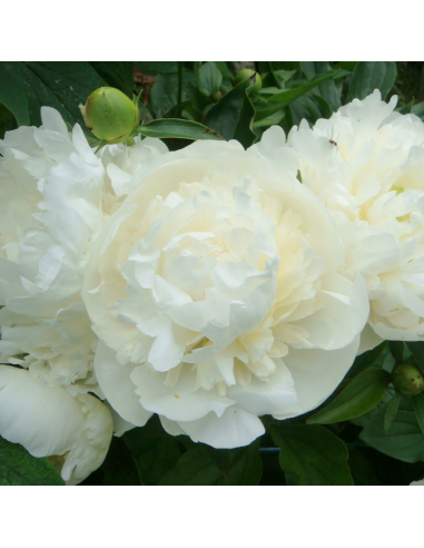 PEONIA - WHITE Diametro vaso 19 cm