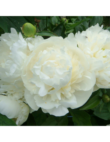 PEONIA - WHITE Diametro vaso 19 cm