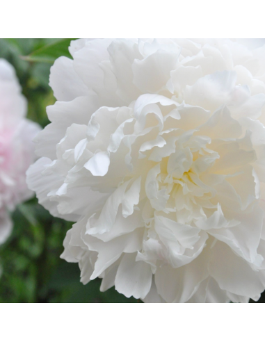 PEONIA - WHITE Diametro vaso 19 cm