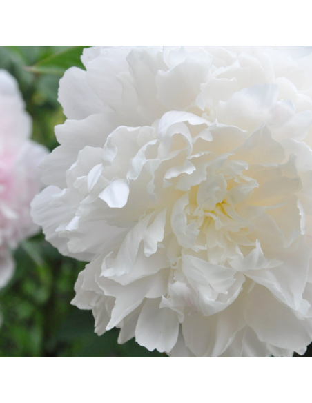 PEONIA - WHITE Diametro vaso 19 cm