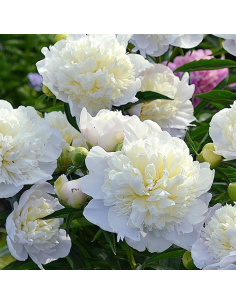 PEONIA - WHITE Diametro vaso 19 cm