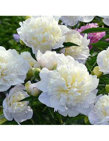 PEONIA - WHITE Diametro vaso 19 cm