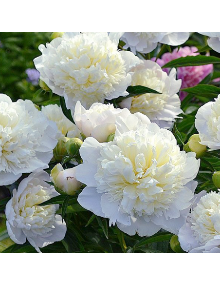 PEONIA - WHITE Diametro vaso 19 cm