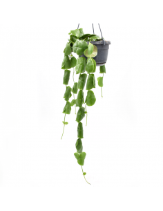DISCHIDIA PECTINOIDES Diametro vaso 14 cm
