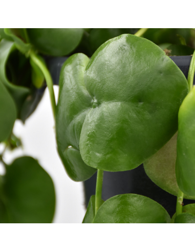 DISCHIDIA PECTINOIDES Diametro vaso 14 cm