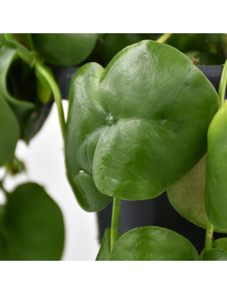 DISCHIDIA PECTINOIDES Diametro vaso 14 cm