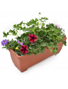 BALCONETTA MAXI PRIMAVERA 50 cm