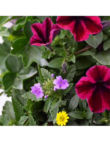 BALCONETTA MAXI PRIMAVERA 50 cm