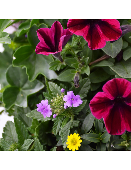 BALCONETTA MAXI PRIMAVERA 50 cm