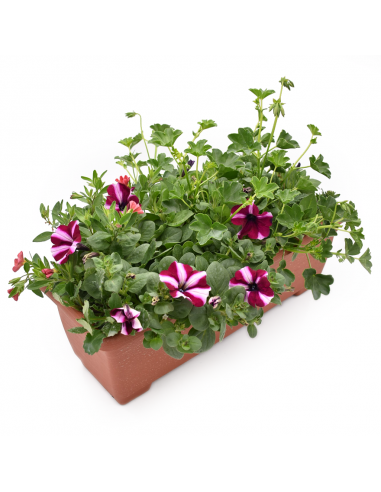 BALCONETTA MAXI PRIMAVERA 50 cm