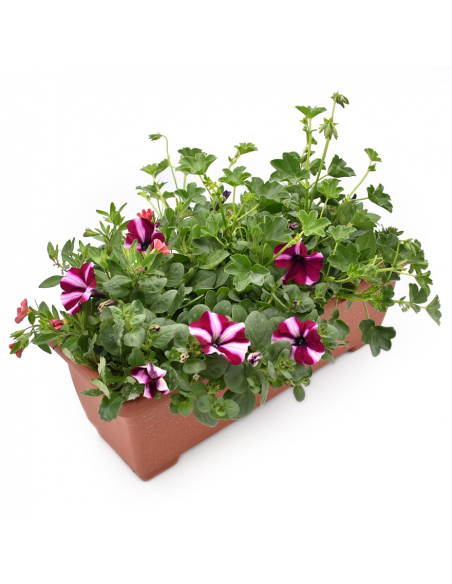 BALCONETTA MAXI PRIMAVERA 50 cm