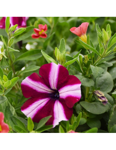 BALCONETTA MAXI PRIMAVERA 50 cm